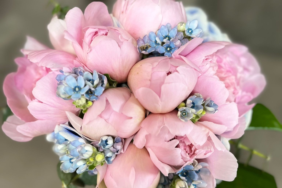 Buchet De Mireasa Cu Bujori Roz Oxypetalum Si Hortensie