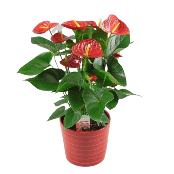 peppermint Operation possible slim Plante naturale de interior si flori la ghiveci | OkFlora.ro