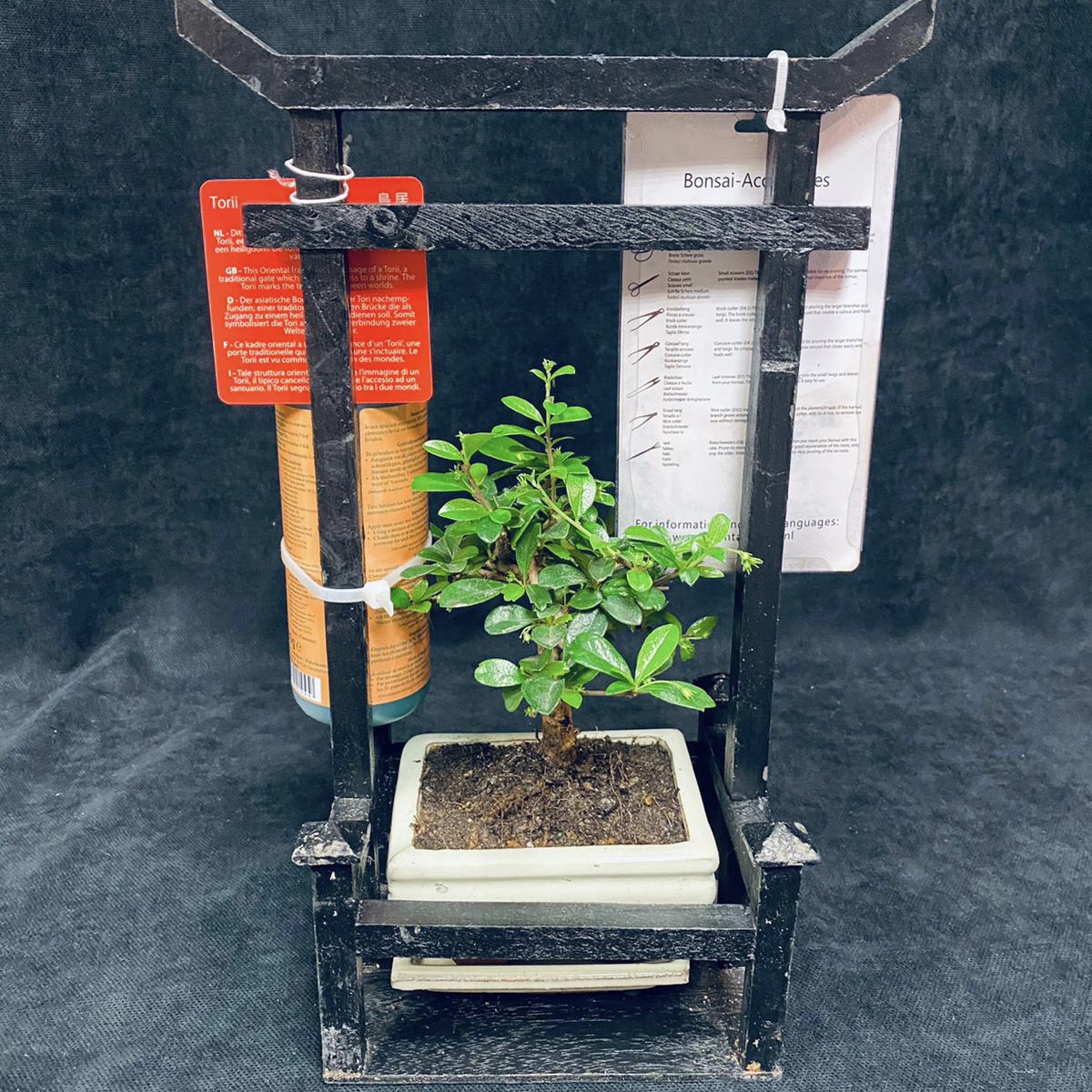 Bonsai kit | OkFlora