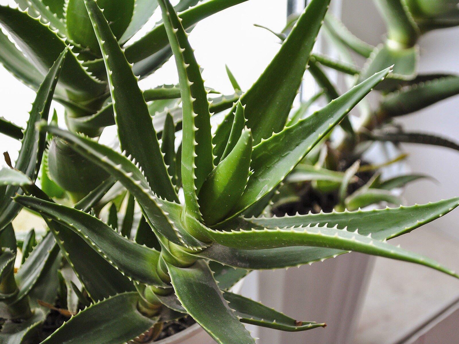 Beneficii Aloe Vera - proprietati pentru sanatate si frumusete
