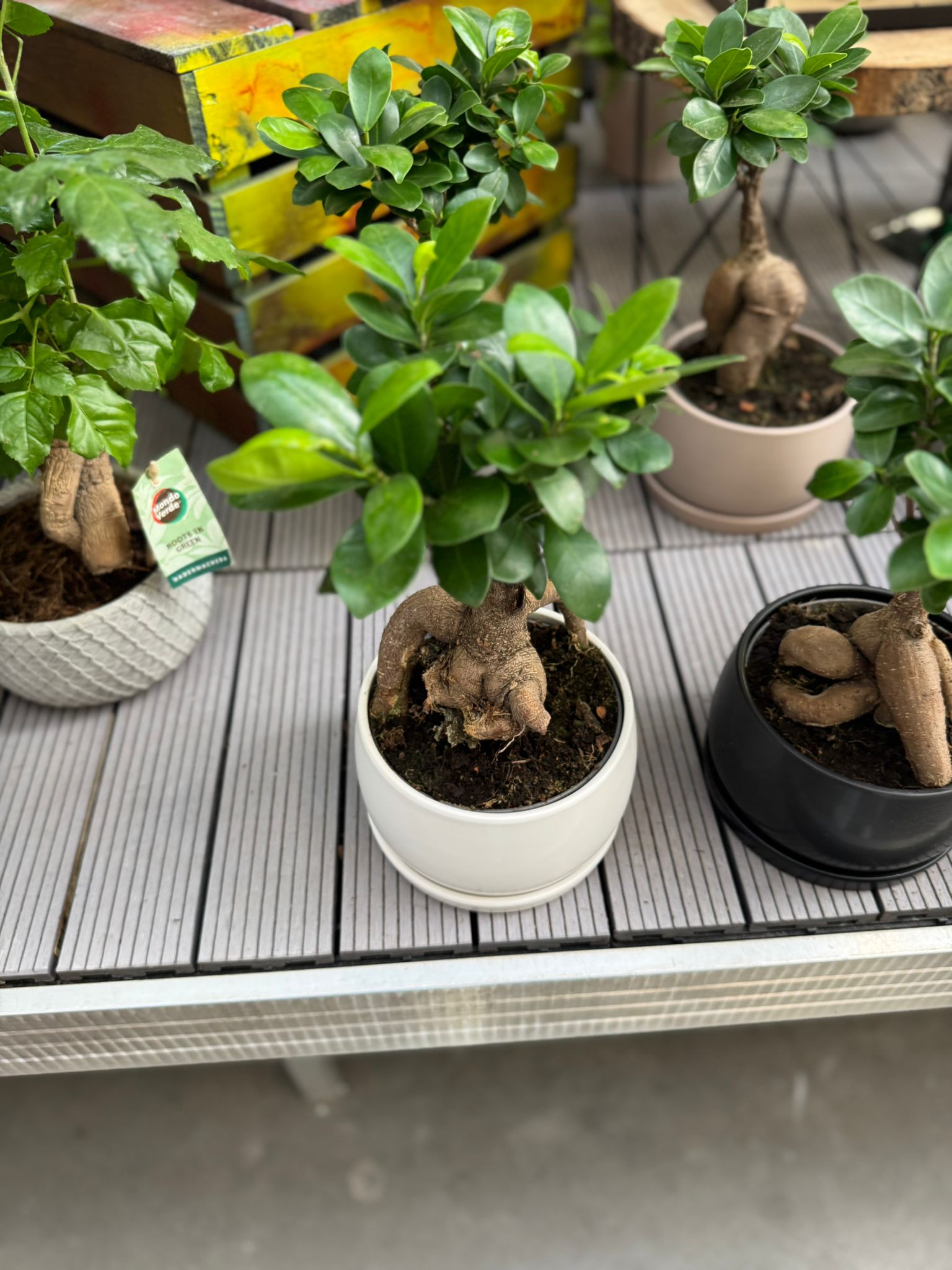 ▷ Bonsai natural Timișoara | Frumusete in miniatura