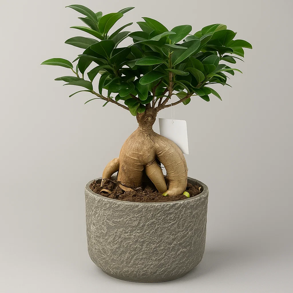 BONSAI出品 ▷ Bonsai natural Timișoara | Frumusete in miniatura