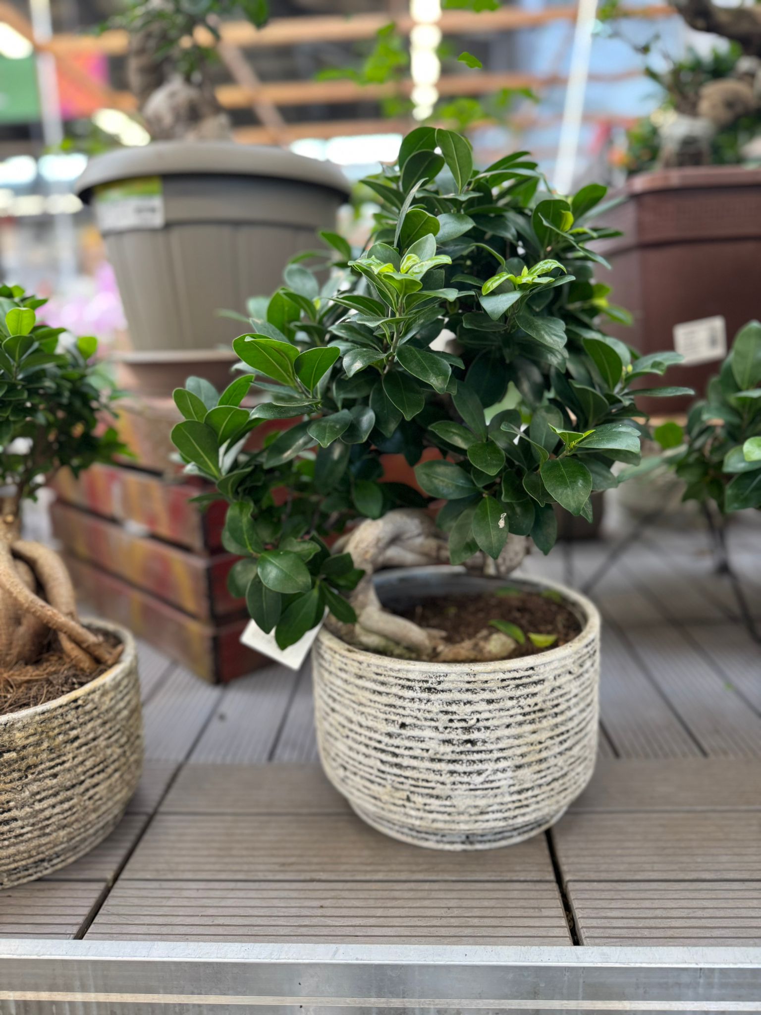 Ficus Ginseng Bonsai 40 cm in Ceramic Pot Plopeni | OkFlora