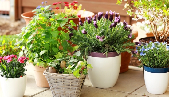 Cele mai bune aplicatii de recunoastere plante