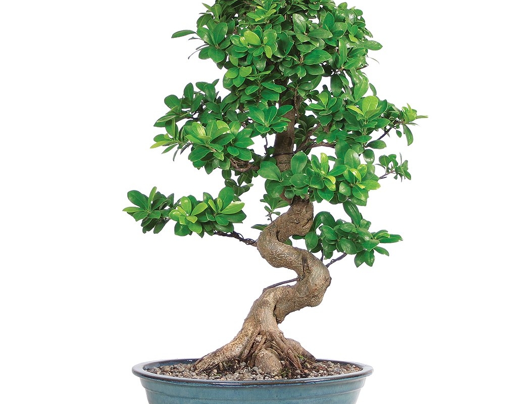 Bonsai Mare de Interior, 70 80 cm, in Ghiveci OkFlora.ro