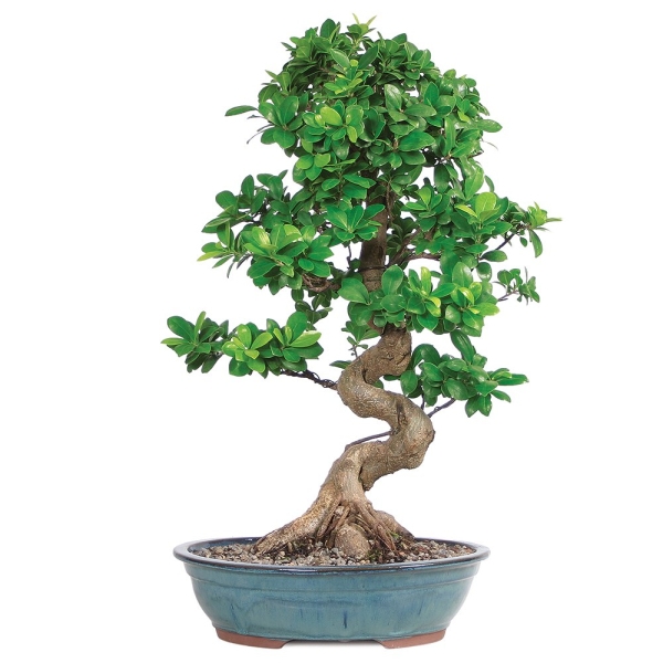 Bonsai Mare (70-80 cm) Arad | OkFlora