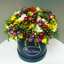 Aranjament floral compus din 101 Frezii Multicolore asezate in burete floral umed in cutie de lux neagra