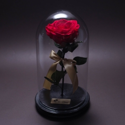 Trandafir Criogenat Rosu Mediu in Cupola Mare de Sticla, cu inaltimea de 27 cm si diametru de 15 cm, garantie 10 ani