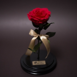Trandafir Criogenat Roșu Mediu în Cupolă Mare