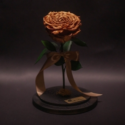Trandafir Criogenat Bronz Mare în Cupolă