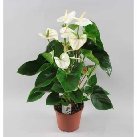 Anthurium Alb in Ghiveci 60 cm Sfntu Gheorghe | OkFlora