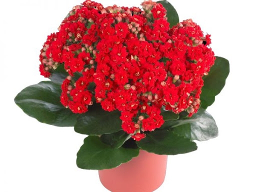 Kalanchoe Rosie Aleșd | OkFlora
