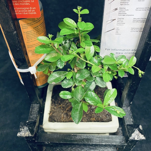 Bonsai kit | OkFlora