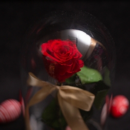 Easter Preserved Red Rose