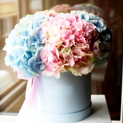 Aranjament floral din hortensii albastre si roz, 5 fire, in cutie alba, decorat cu panglica de satin roz