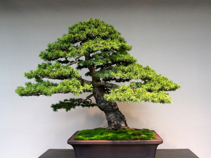 Bonsai ingrijire photo