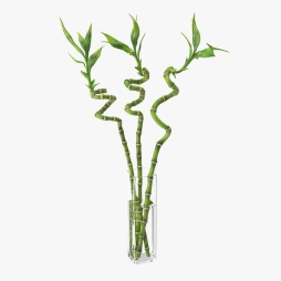 Bambus Norocos comanda online | OkFlora