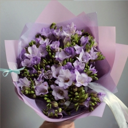 Lilac Purple Freesias