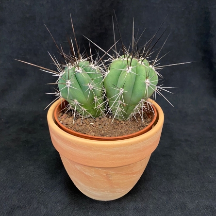 Cactus in ceramic pot No. 3 | OkFlora