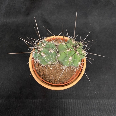Cactus in ceramic pot No. 3 Novaci | OkFlora