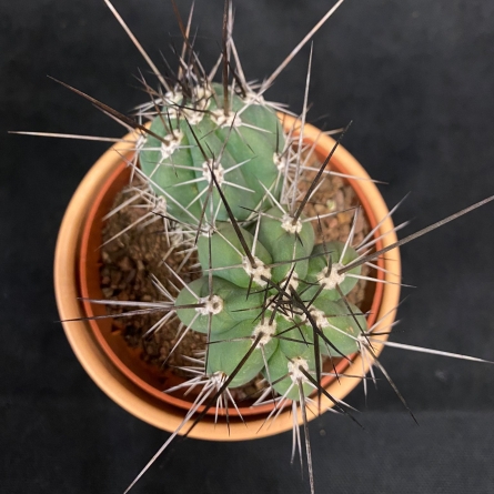 Cactus in ceramic pot No. 3 Novaci | OkFlora