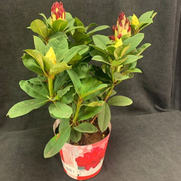 Rhododendron Red Jack 50-60 cm Geoagiu | OkFlora