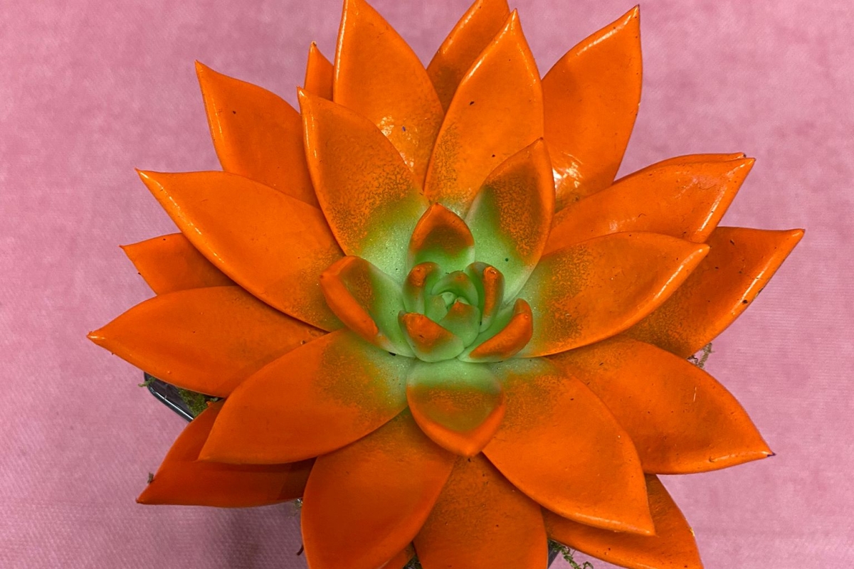 Sanseveria Orange in Vas de Sticla OkFlora.ro