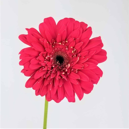 Gerbera Fucsia Vrac