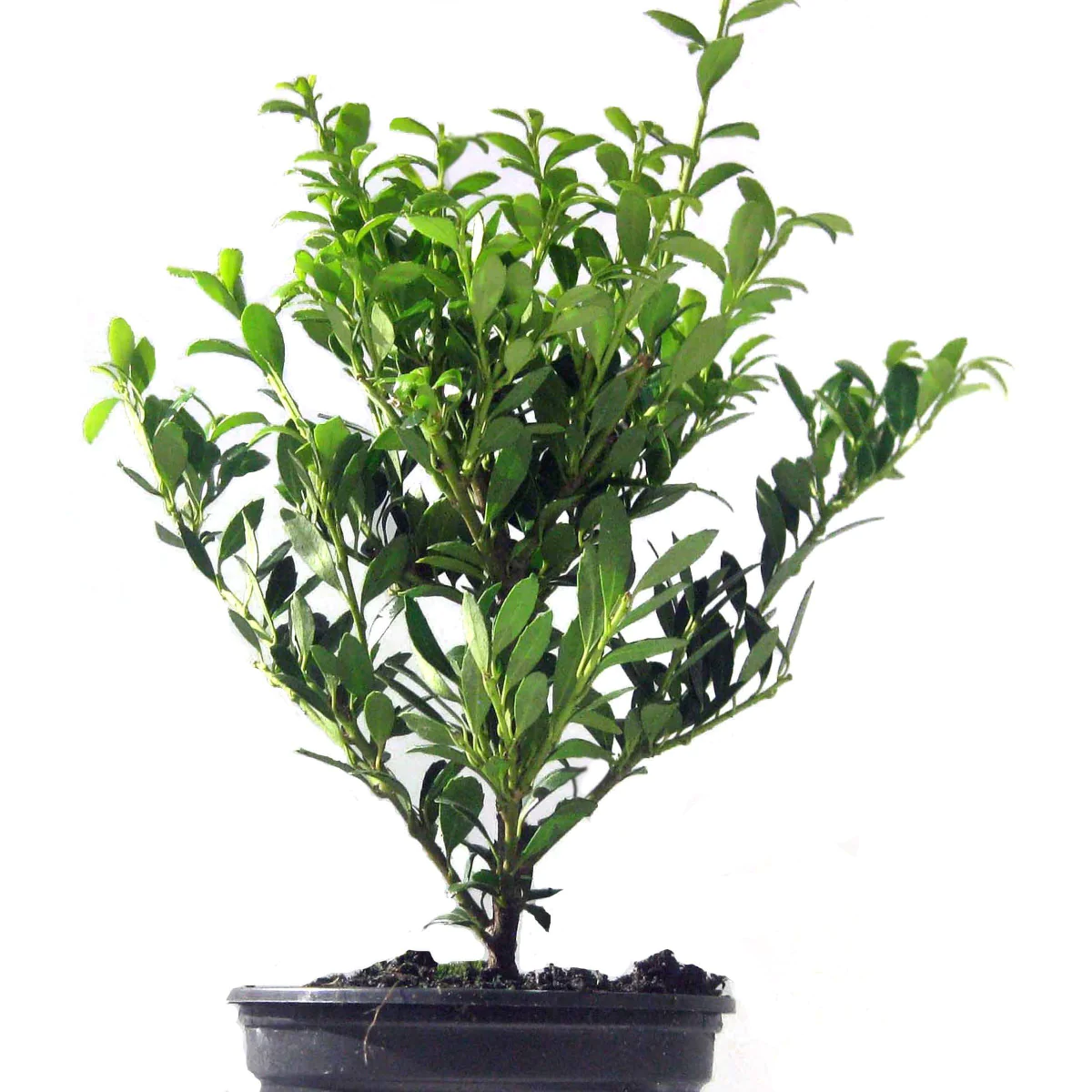 Ilex Crenata Stokes Piteasca