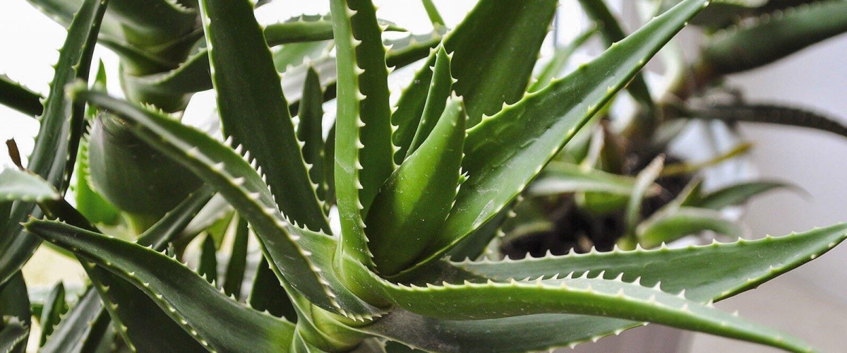 aloe vera gel for hair baldness Locion-INTEA-Azufre-Veri-750-ml – inteacosmetics main image 1