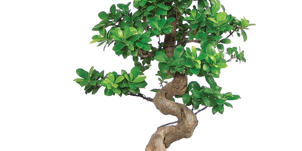 Ingrijire Bonsai | Sfaturi si Tehnici Necesare