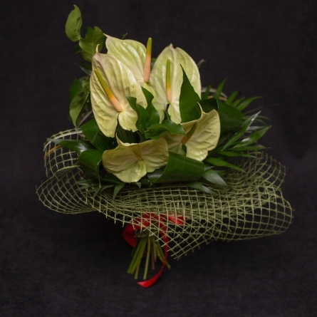 Ghid ingrijire Anthurium - sfaturi utile | Ok Flora