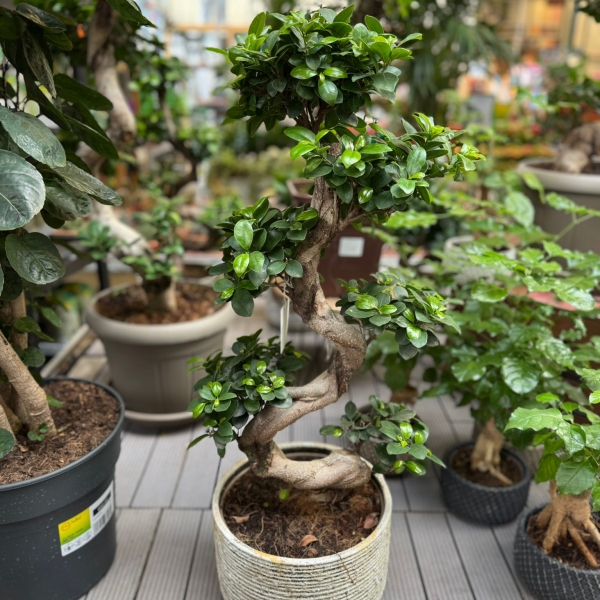 Ficus Ginseng Bonsai 80 cm in Ceramic Pot Gura Humorului | OkFlora