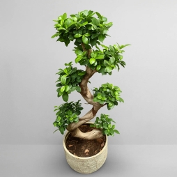▷ Bonsai natural Timișoara | Frumusete in miniatura