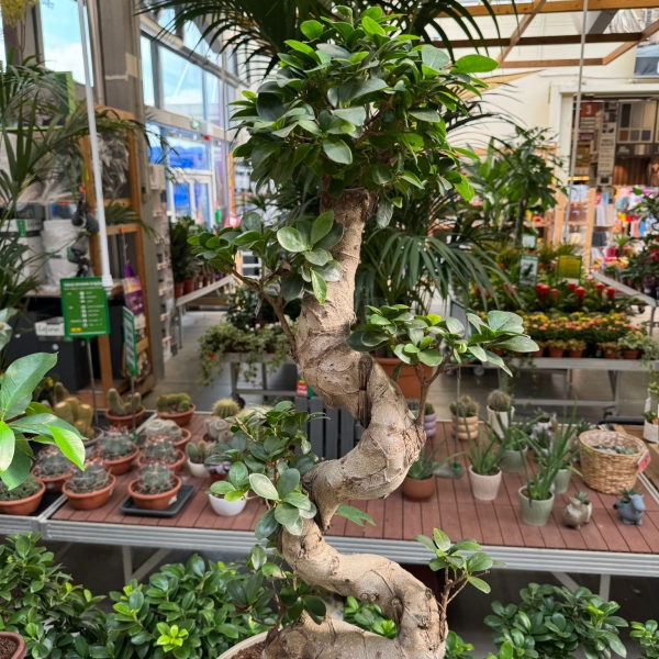 Ficus Ginseng Bonsai  100 cm height Turnu Mgurele | OkFlora