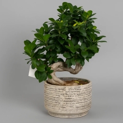 ▷ Bonsai natural Timișoara | Frumusete in miniatura