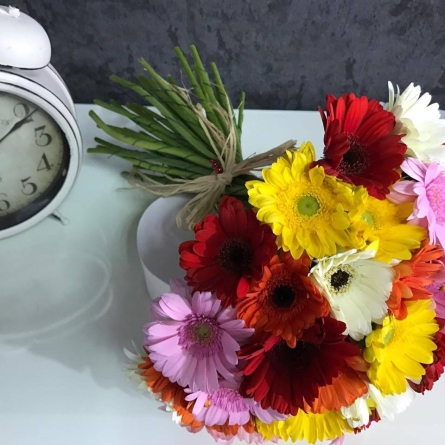 51 Gerbere multicolore alt vedere product 7