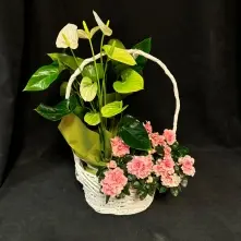 Cos cu Azalee si Anthurium alt vedere product