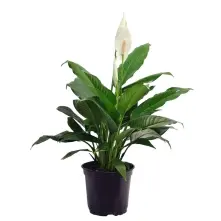 Spathiphyllum alt vedere product
