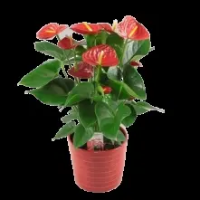 Red anthurium pot plant 40 cm alt vedere product