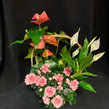 Cos cu Anthurium, Azalee si Spatiphilium alt vedere product 7