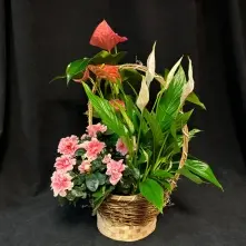 Cos cu Anthurium, Azalee si Spatiphilium alt vedere product 2