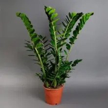 Zamioculcas (50-60 cm) alt vedere product