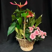 Cos cu Anthurium, Azalee si Spatiphilium alt vedere product 5
