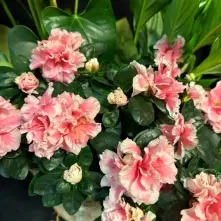 Cos cu Anthurium, Azalee si Spatiphilium alt vedere product 9