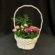Aranjament din Plante in Coșuleț alt vedere product 5
