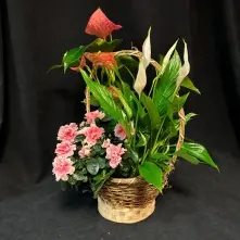 Cos cu Anthurium, Azalee si Spatiphilium alt vedere product 4